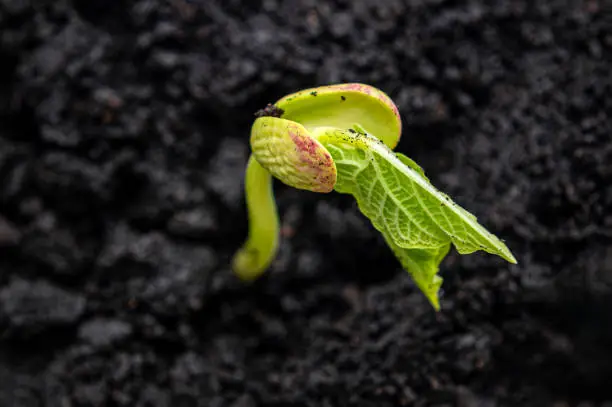 atelier à theme, danse biodynamique,