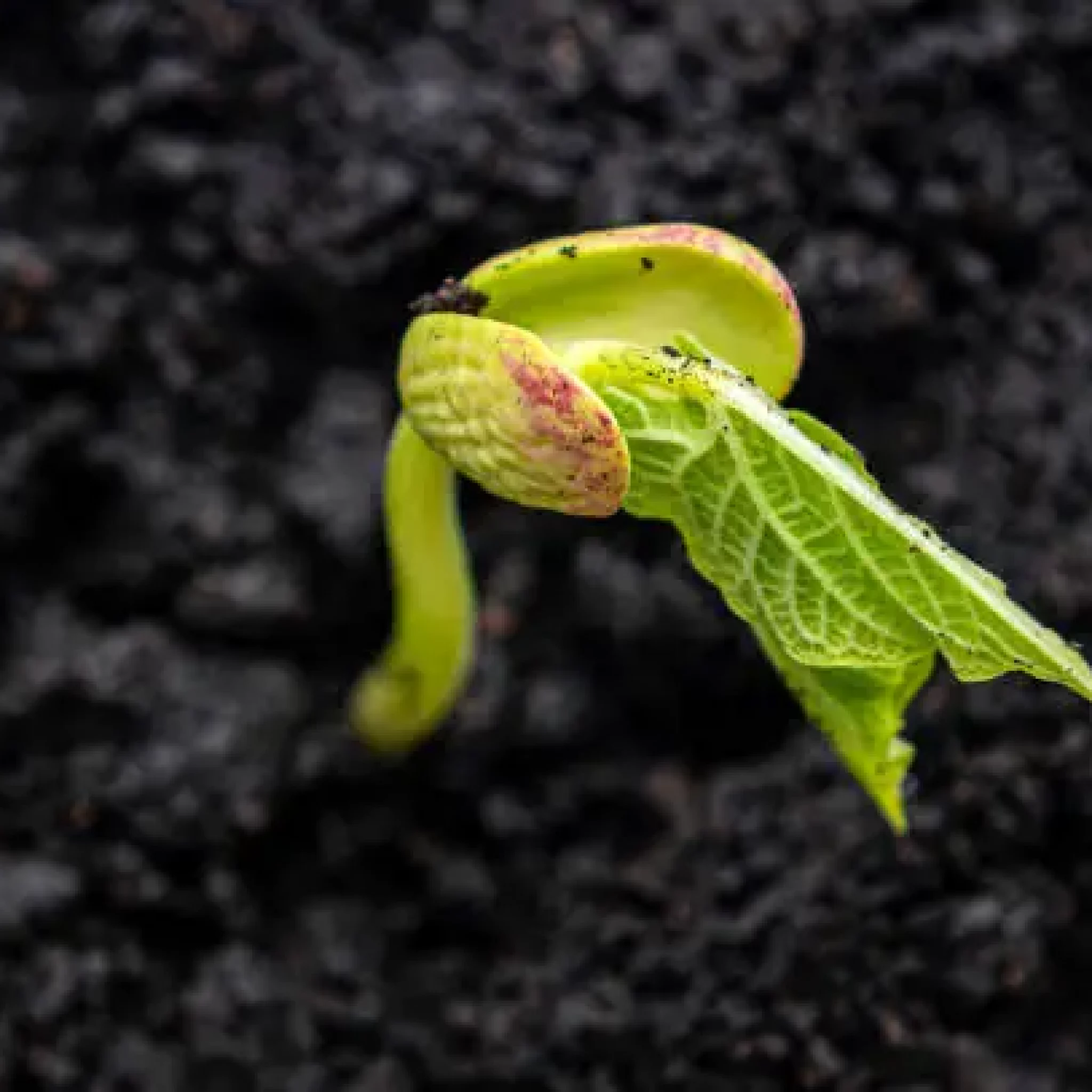 atelier à theme, danse biodynamique,